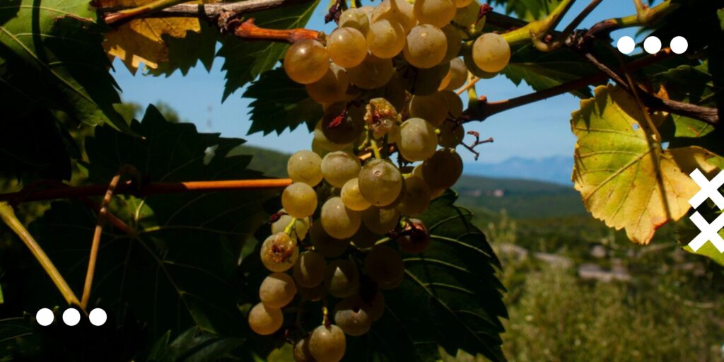 Wine & Walk